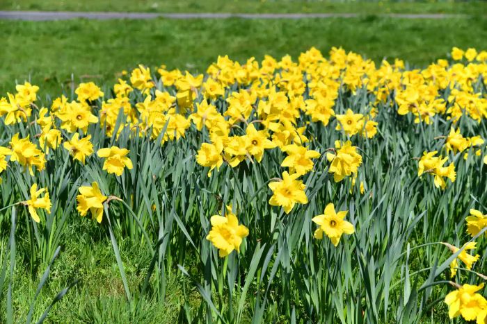 Daffodils