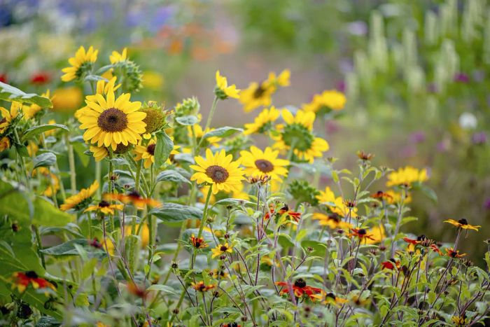 Sunflowers