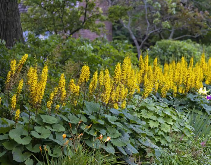 Yellow rocket flowers
