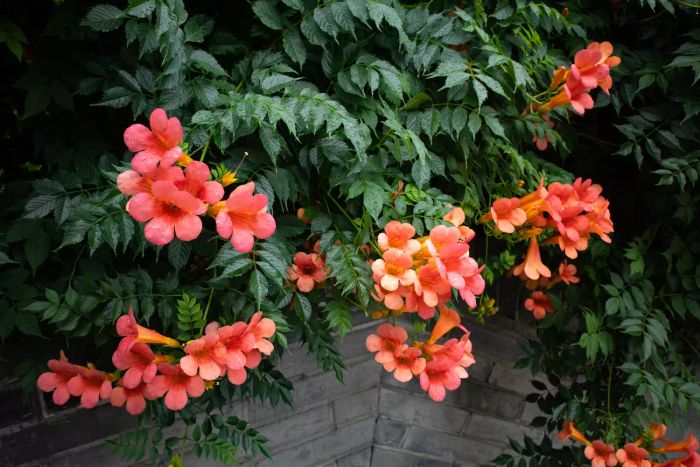 Trumpet Vine