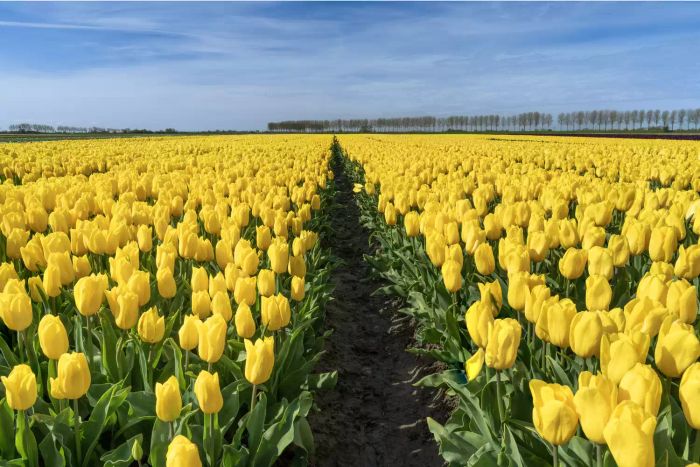 Yellow tulips