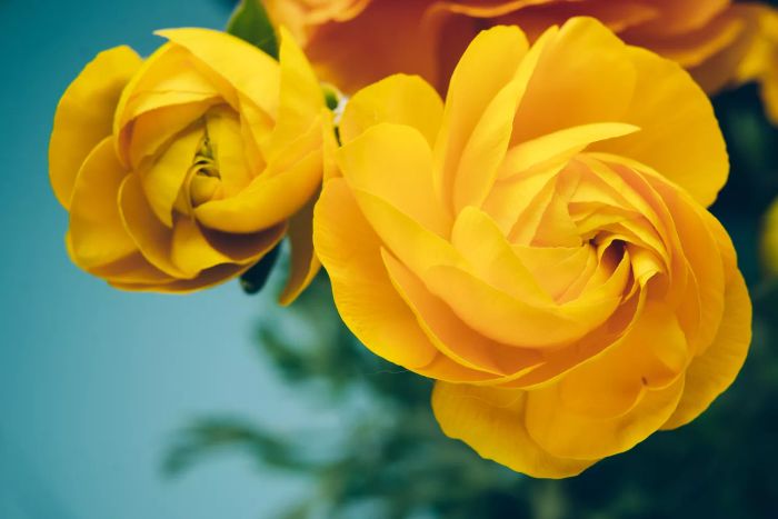 Time-lapse footage of a yellow ranunculus flower blooming. A beautiful, natural floral backdrop.