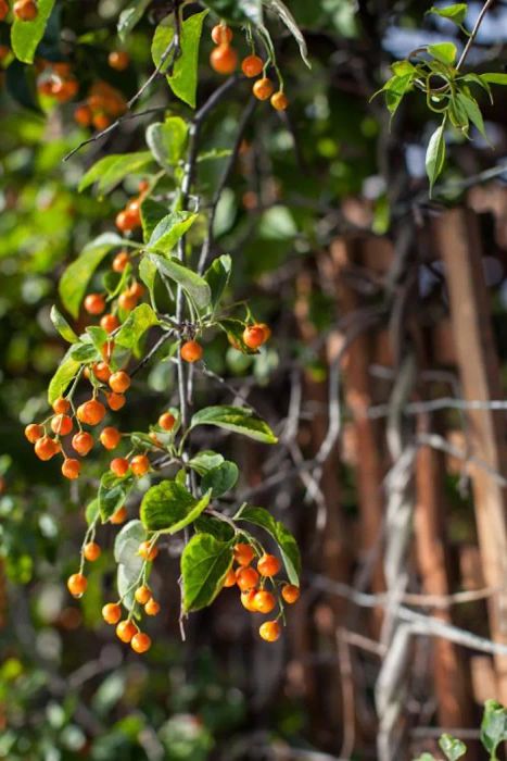 Flowering Vine, Bittersweet