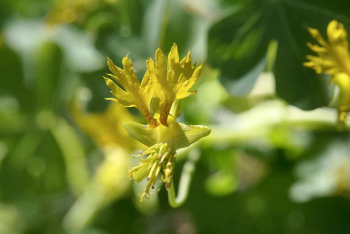 Canary Creeper Vine
