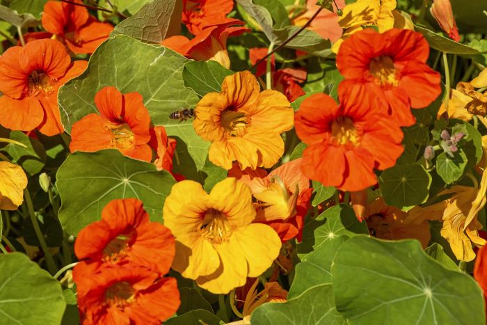 Climbing Nasturtium