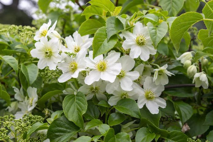 Clematis