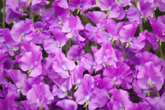 Sweet Pea