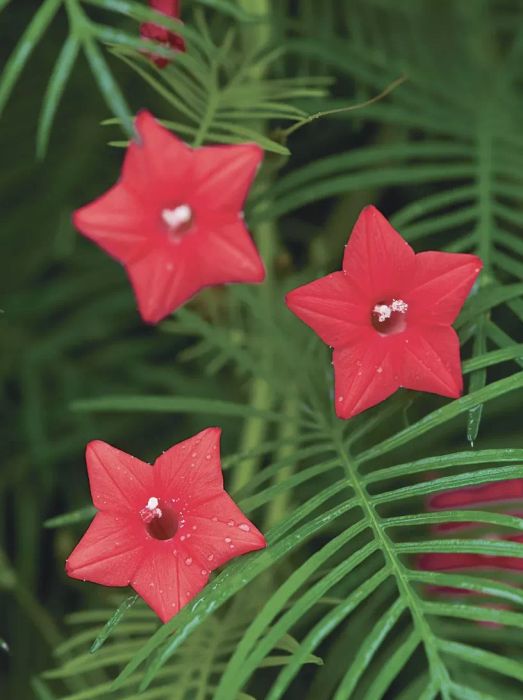 Cypress Vine
