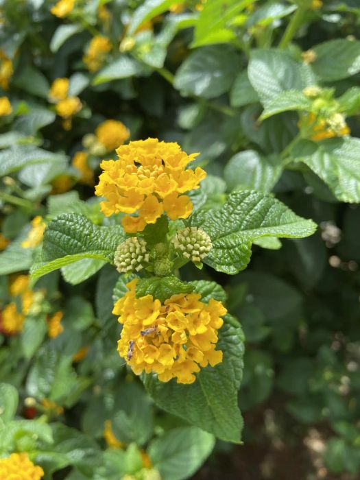 Yellow lantana plant
