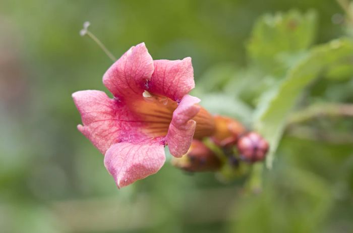 Cross Vine