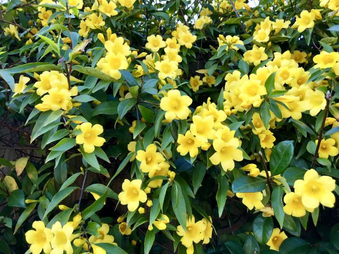 Carolina jessamine