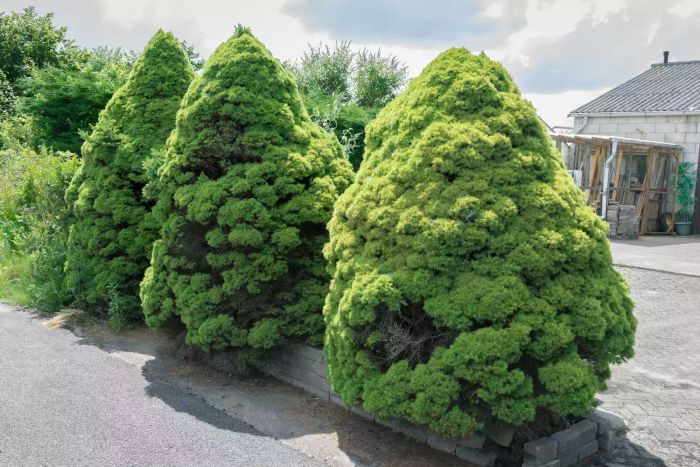 A trio of Dwarf Alberta Spruces lined up. Its scientific name is Picea glauca 'Conica'.