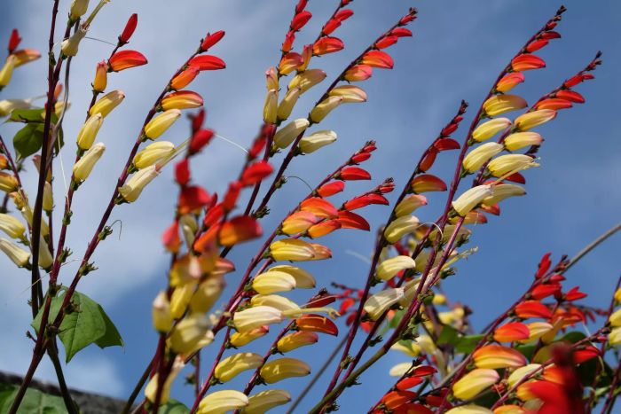 Firecracker Vine