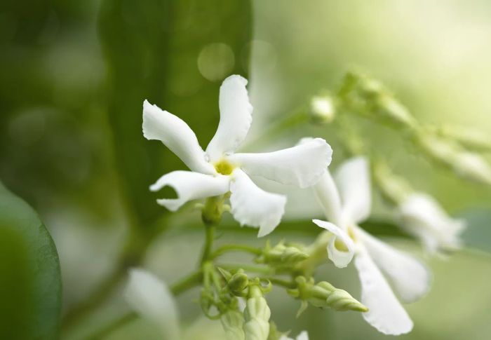 Star Jasmine