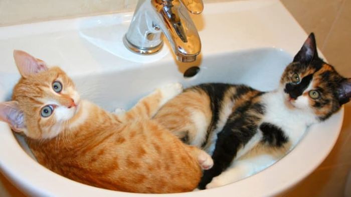 Cats don’t choose sinks as their resting spots just to vex you. That’s merely a happy side effect.