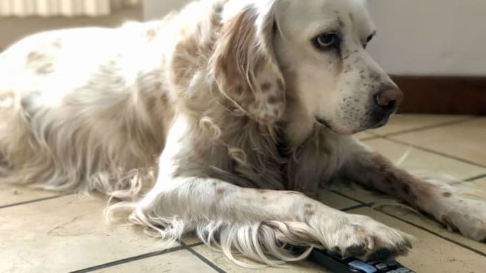 This dog seems determined to disable Netflix's autoplay feature.