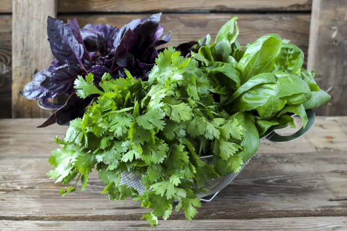 A cluster of fresh cilantro along with red and green basil resting in a strainer on a weathered wooden surface