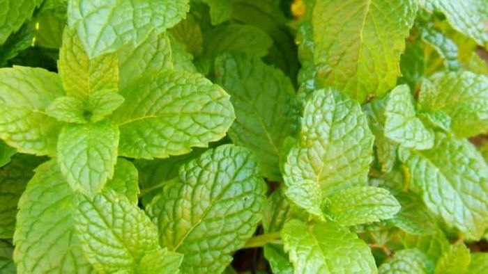 While spearmint and peppermint have distinct roles, both are wonderful choices to grow in any herb garden.