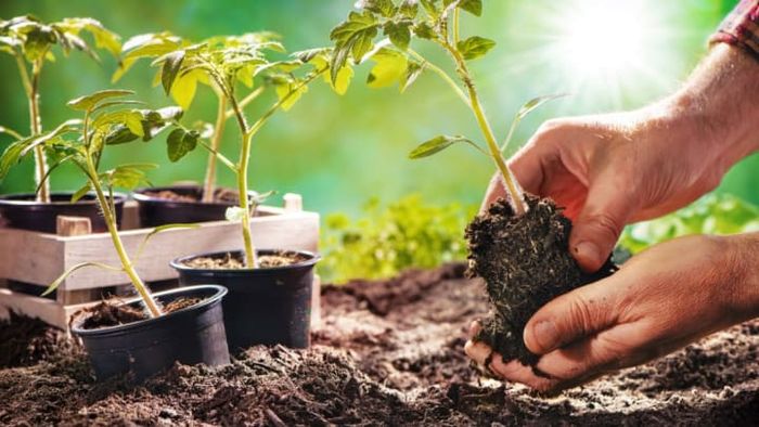 The expression 'green thumb' has a fascinating backstory.