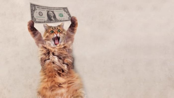 With the help of pet trusts, cats can enjoy a life of luxury.