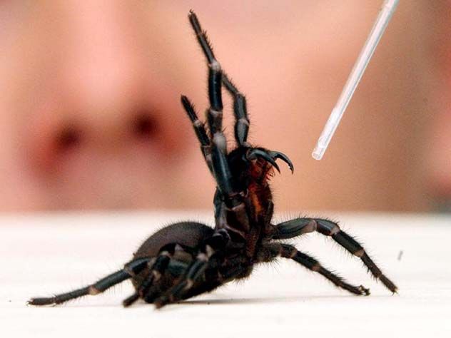 The Atrax robustus funnel web spider