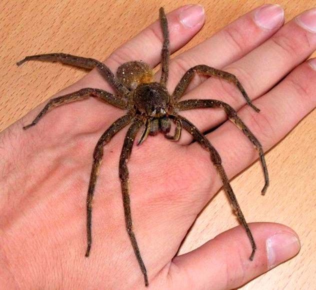 Phoneutria Fera, also known as the Brazilian Wandering Spider, is widely considered the most terrifying spider on the planet. Unlike many spiders, it actively hunts its prey instead of laying a web to trap it. Their hunting habits can even include humans, although they don’t bite humans to eat them—they likely could if they wanted to. These spiders are notorious for hiding in banana bunches, waiting for a passing animal or the unlucky person who tries to harvest the bananas.