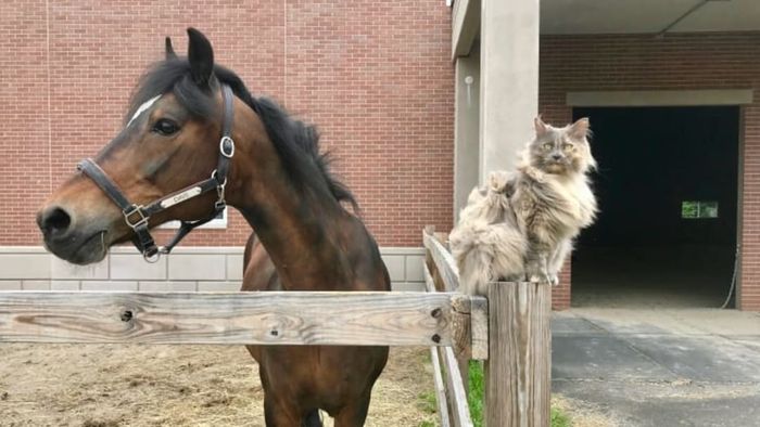 This 16-hand Morgan gelding exceeds the minimum height required for a horse.