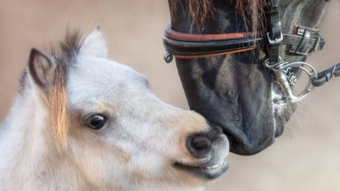 Even though there’s a noticeable size difference, both equines in this image are typically referred to as horses.