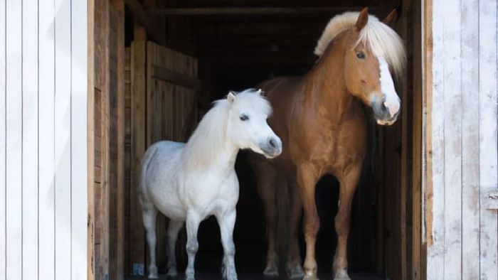 While height is an obvious difference, it's not the only one that sets horses apart from ponies.