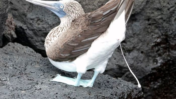 Blue-footed booby producing guano in the Galápagos Islands.