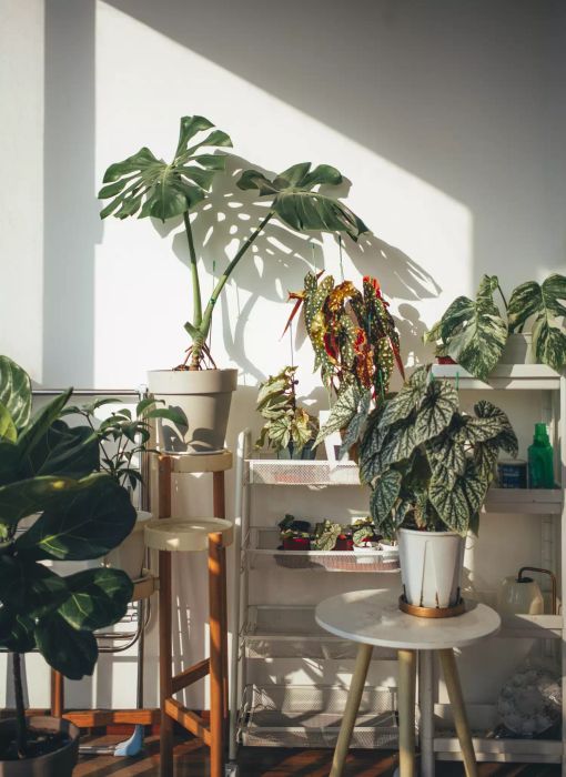 Houseplants positioned near a window on shelves and tables