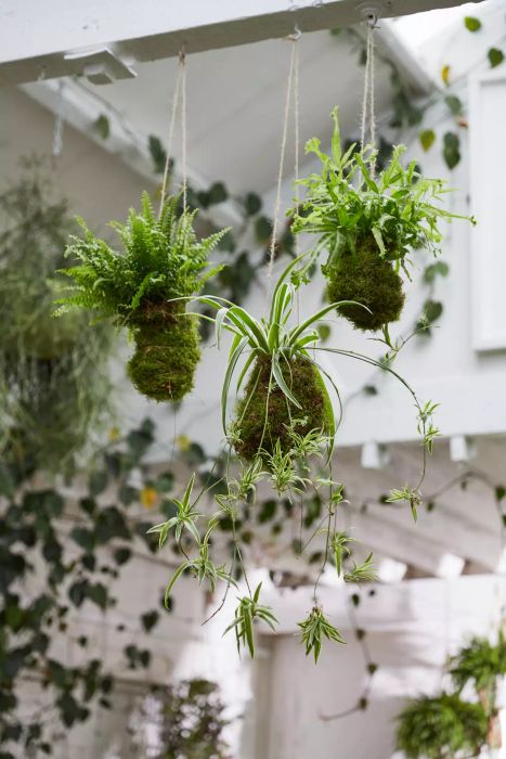 Kodekama spider plant wrapped in moss, suspended from the ceiling in a white room