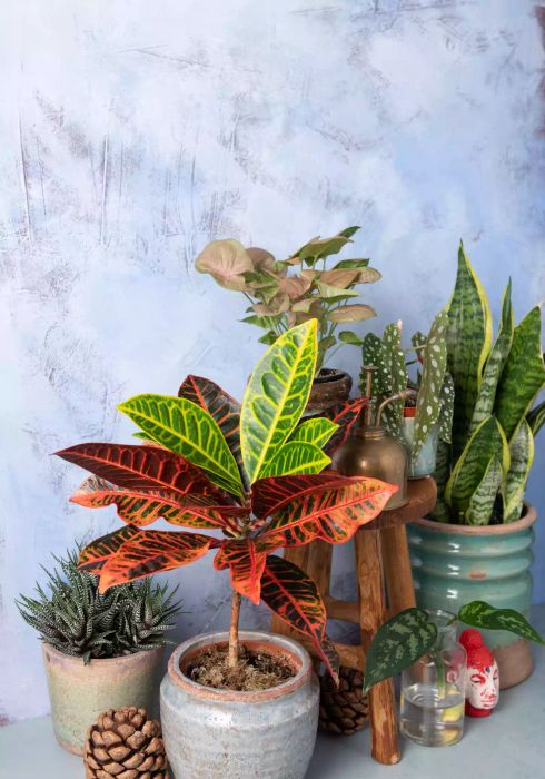 Croton with vibrant red, green, and yellow leaves in a stylish pot, surrounded by other houseplants in front of a gray backdrop