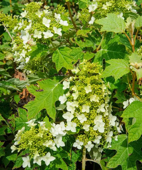 Oakleaf Hydrangea