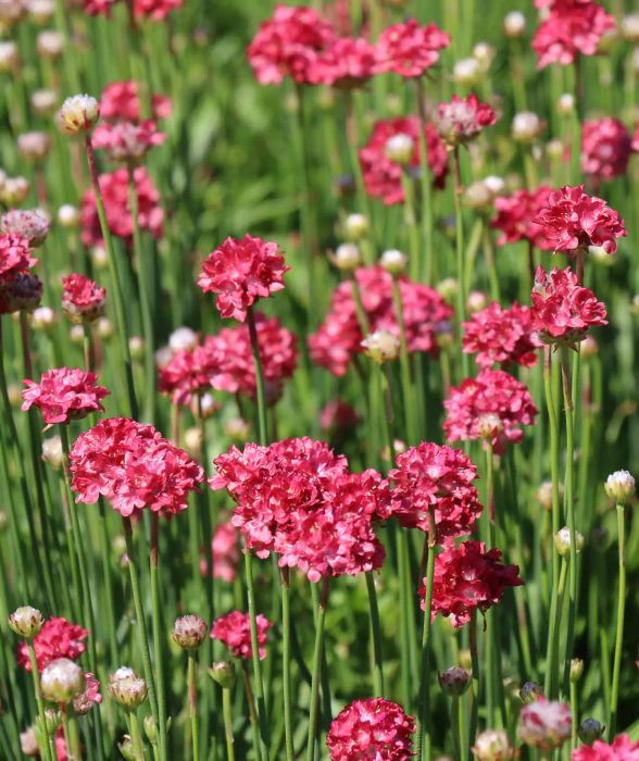 Armeria Ballerina
