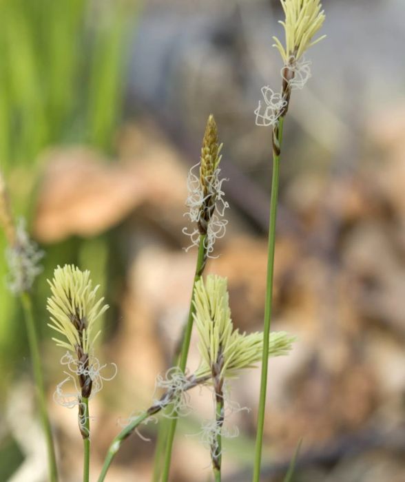 Carex Pensylvanica