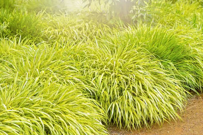 Japanese Forest Grass