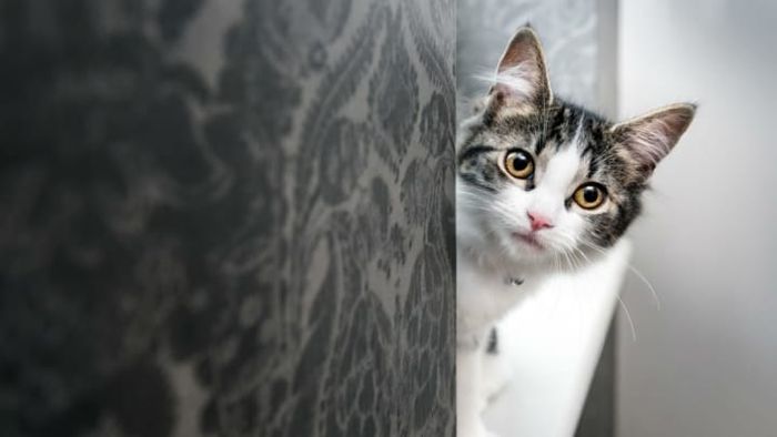 iStock.com/Andrew_Deer