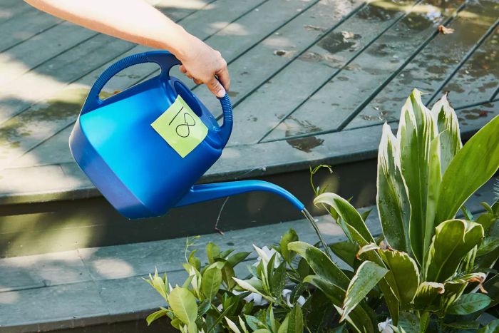 Fasmov 1-Gallon Plastic Watering Can being used to water plants