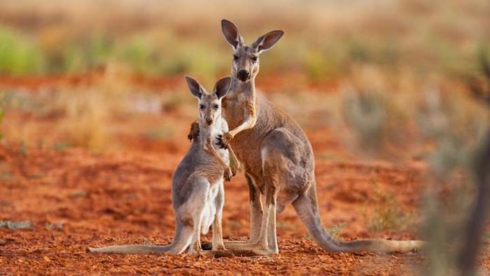 A female red kangaroo with her joey.
