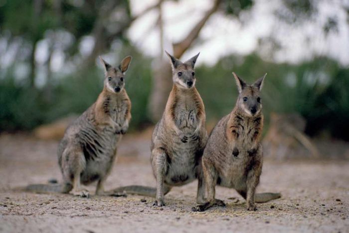 Three wallabies standing alert