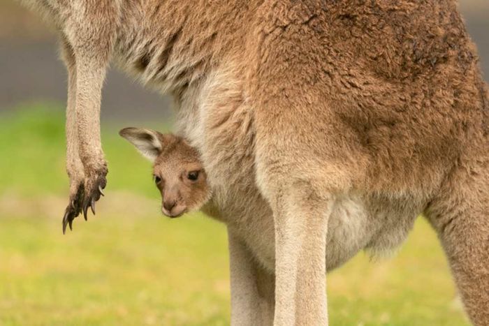 A joey of the Western gray kangaroo nestled in its mother's pouch.