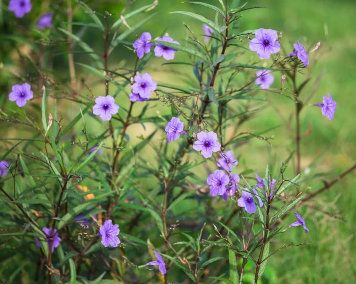 mexican-petunia-GettyImages-664703866