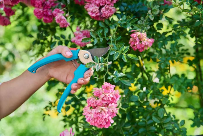 pruning-shears-GettyImages-1414981625
