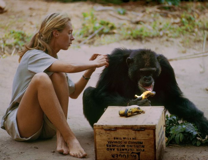 Jane Goodall Women's History Month