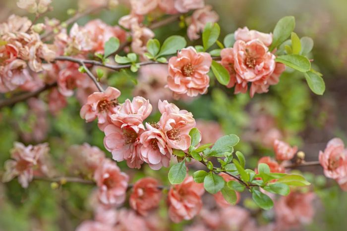 flowering quince plant outdoors