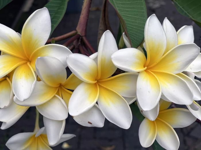 frangipani