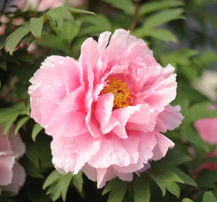 A pink peony flower blooming in the garden.