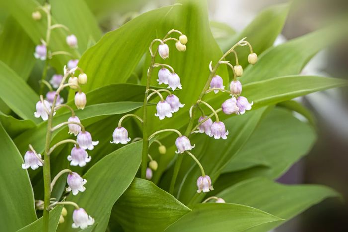 lily of the valley flower plant