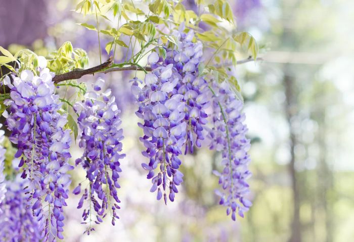 wisteria plant with purple flowers in a garden
